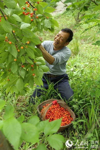 无腿硬汉养羊致富视频_致富故事会视频全集_致富经江龙视频