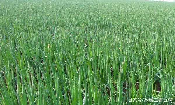 大葱种植过程技术视频_大葱种植法_大葱种植技术全过程