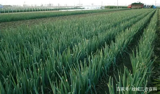 大葱种植过程技术视频_大葱种植技术全过程_大葱种植法