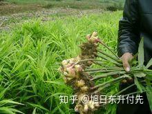 农业种植致富项目种植生姜_种植致富生姜农业项目有哪些_生姜种植致富经