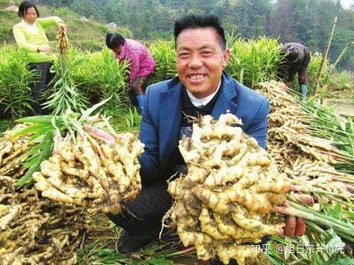 种植致富生姜农业项目有哪些_生姜种植致富经_农业种植致富项目种植生姜