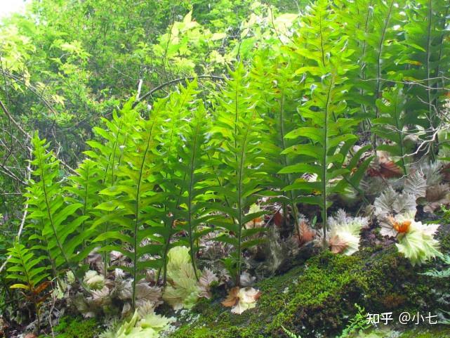 种姜技术咨询技术视频_姜的最新种植技术_种植姜最新技术要求