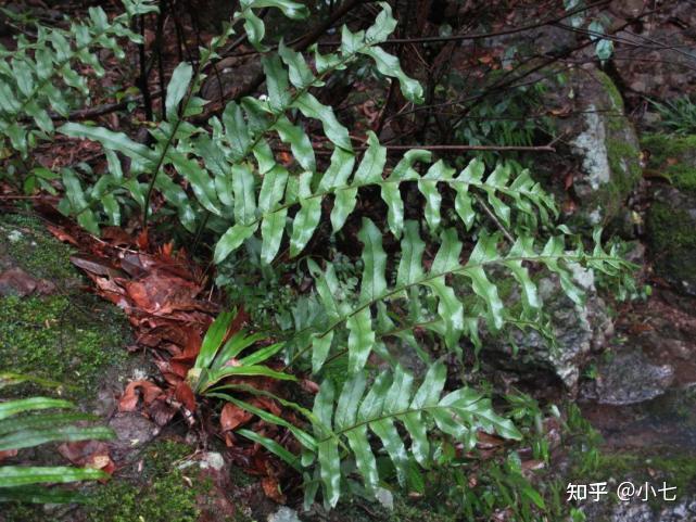 种植姜最新技术要求_种姜技术咨询技术视频_姜的最新种植技术