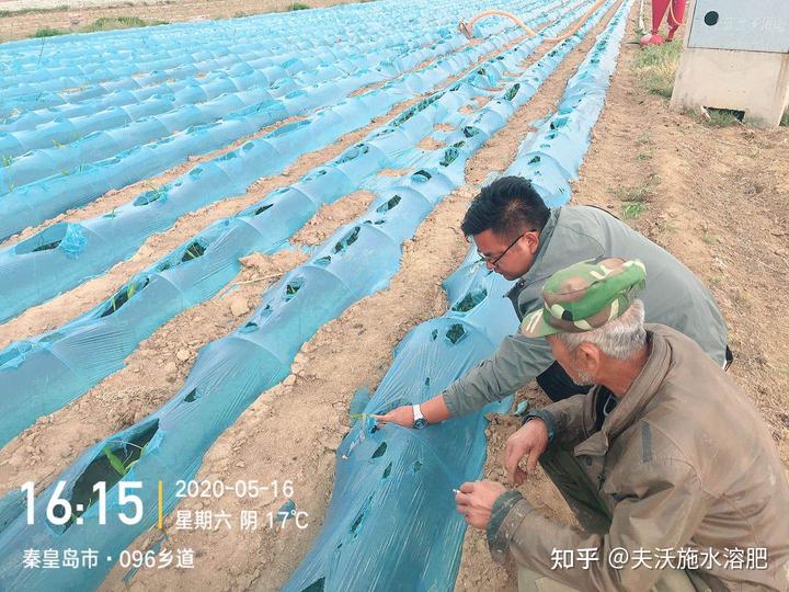 种植致富生姜农业项目介绍_种植致富生姜农业项目有哪些_农业种植致富项目种植生姜