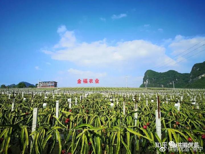 广西农村种植业致富项目_广西致富种植项目_广西种植致富果