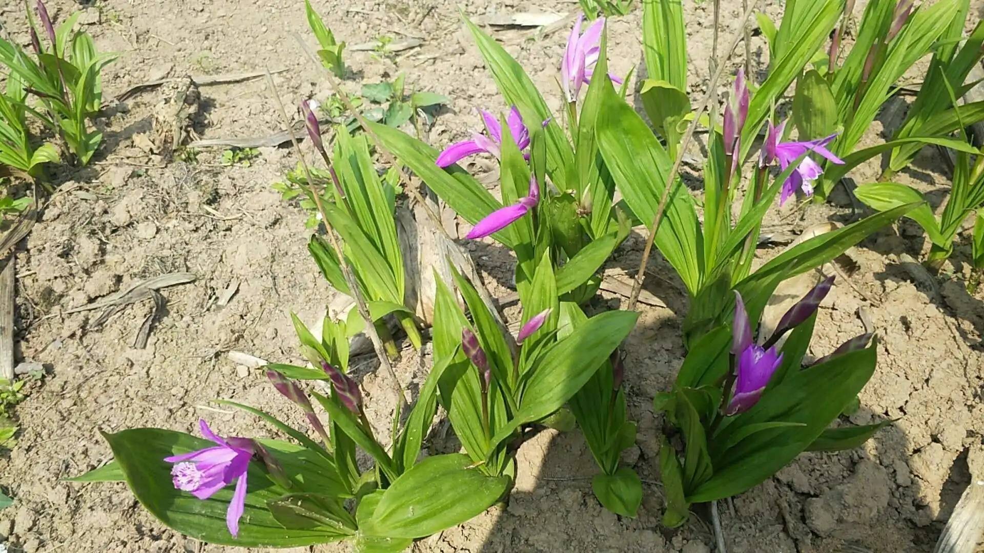 致富种植白芨怎么样_致富种植白芨视频_种植致富白芨