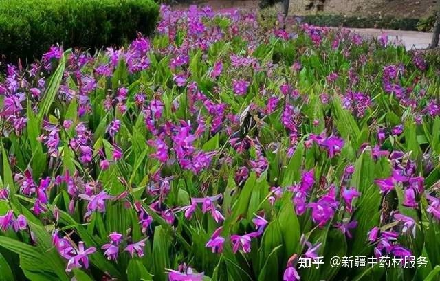 种植白芨前景_种植致富白芨_致富种植白芨怎么样