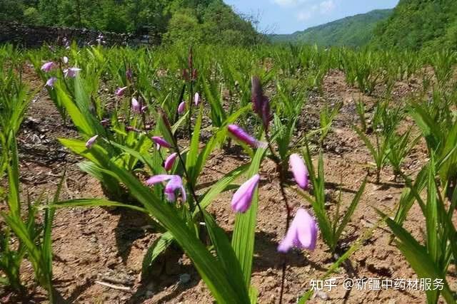 致富种植白芨怎么样_种植致富白芨_种植白芨前景