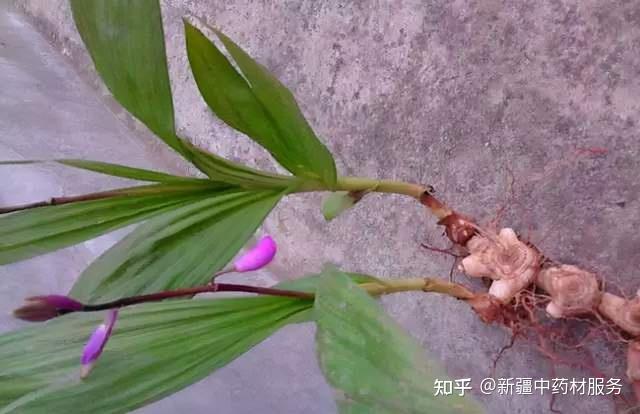 致富种植白芨怎么样_种植致富白芨_种植白芨前景