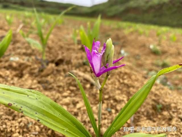 种植致富白芨_致富种植白芨怎么样_种植白芨前景