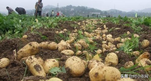 土豆高产种植技术和管理_土豆高产种植技术2015_土豆高产种植技术视频