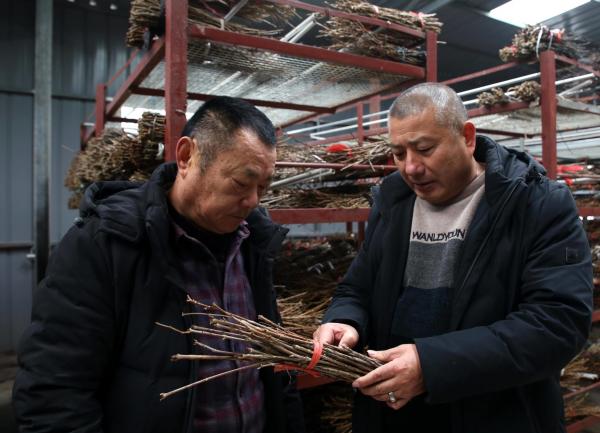 邳州种植作物_邳州农作物_邳州农民种植致富