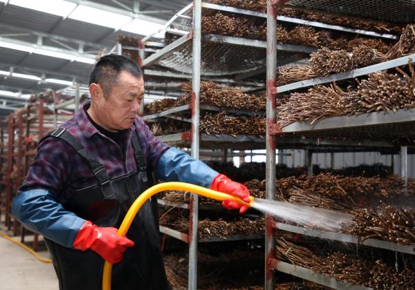 邳州农作物_邳州农民种植致富_邳州种植作物