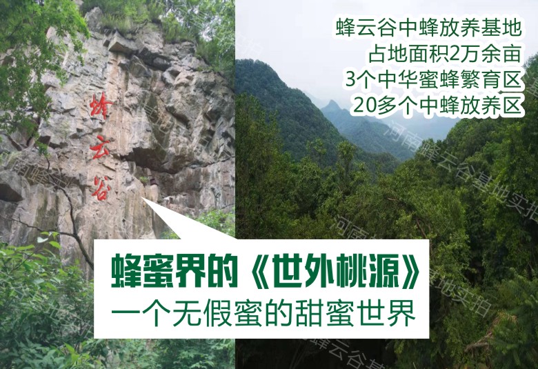 温州土蜂蜜，蜂云谷正宗木桶土蜂蜜