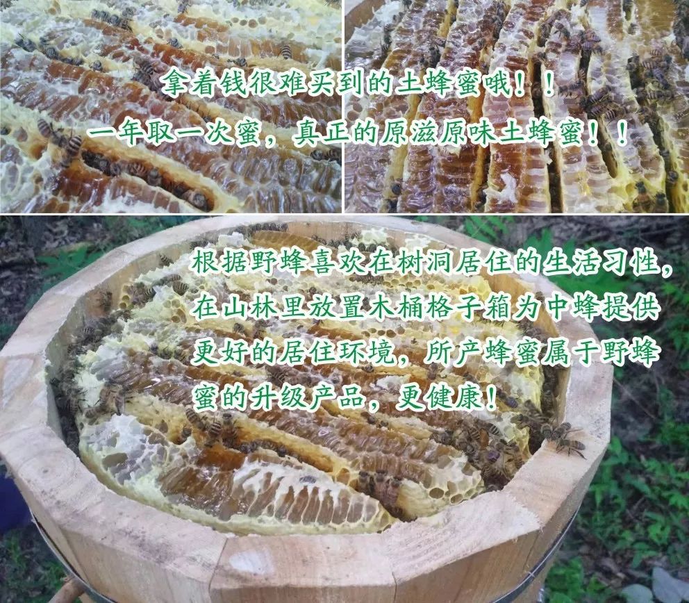 中蜂土法木桶养殖技术_木桶养蜂怎么找蜂王_木桶养蜂怎样人工分蜂