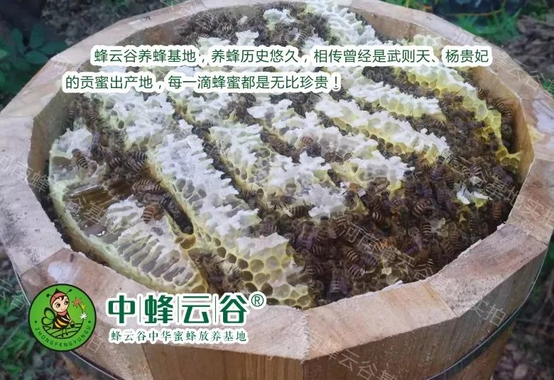 木桶养蜂怎么找蜂王_木桶养蜂怎样人工分蜂_中蜂土法木桶养殖技术