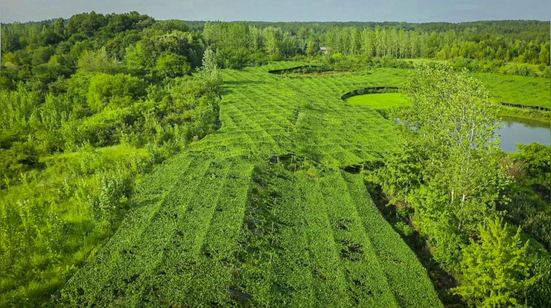 种植瓜蒌的前景_致富经瓜蒌种植视频_瓜蒌种植致富新闻