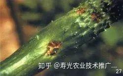 嘉宝果种植技术视频_嘉宝果树种子种法_种植嘉宝果收益和前景