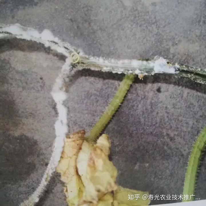 种植嘉宝果收益和前景_嘉宝果树种子种法_嘉宝果种植技术视频