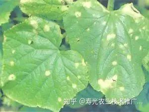 种植嘉宝果收益和前景_嘉宝果树种子种法_嘉宝果种植技术视频