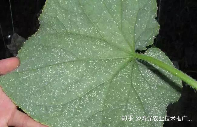 种植嘉宝果收益和前景_嘉宝果树种子种法_嘉宝果种植技术视频