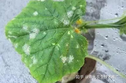 嘉宝果种植技术视频_种植嘉宝果收益和前景_嘉宝果树种子种法