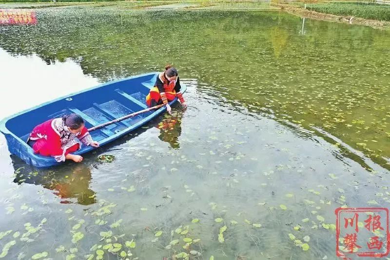 雷波脐橙苗木多少钱一棵_雷波脐橙生长环境_雷波脐橙种植致富