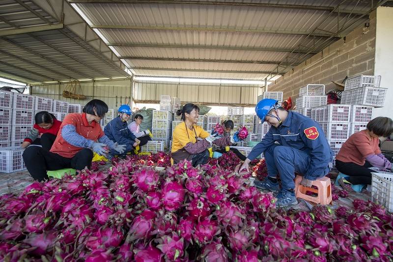 广西种植致富果_广西种植什么果树赚钱_广西致富种植项目