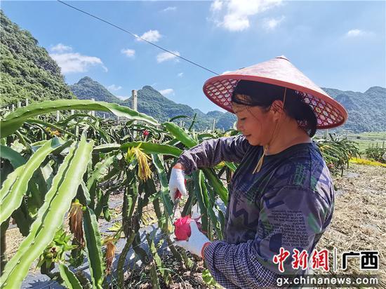 广西靖西火龙果种植壮大村集体经济 促农民增收致富