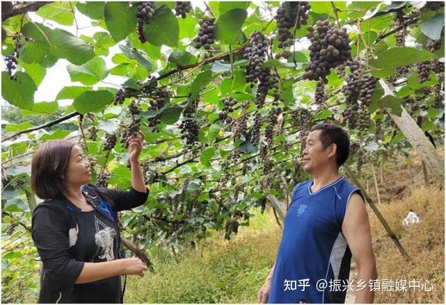 黑水鸡养殖致富_致富经黑水鸡养殖技术视频_养殖黑水鸡前景如何