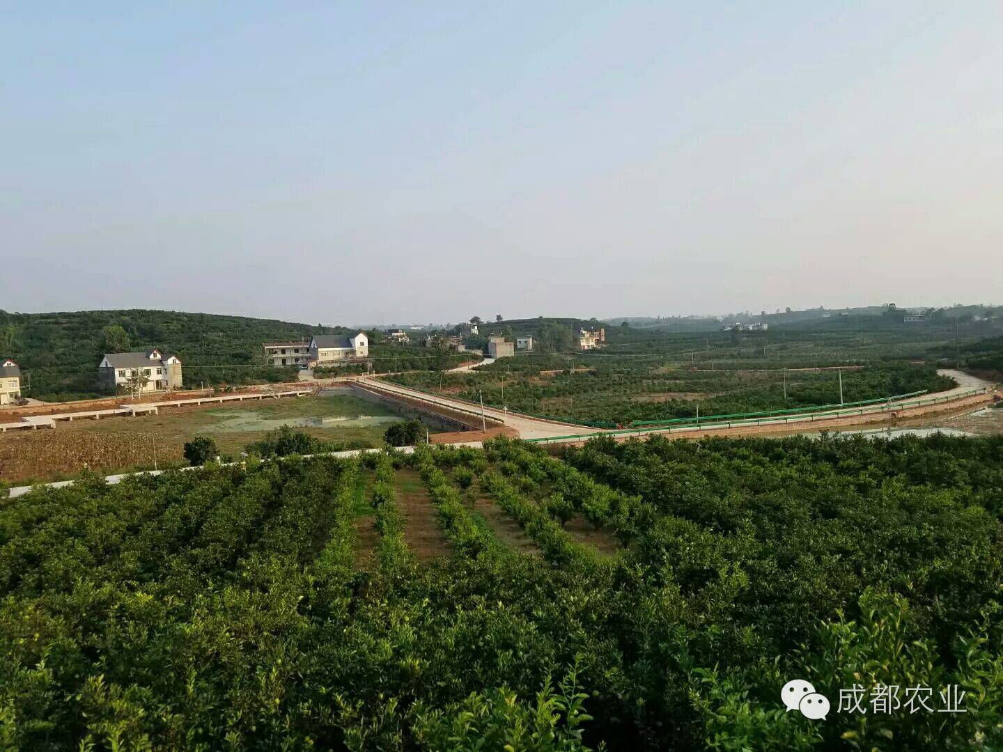 雷波脐橙种植致富_雷波脐橙种植技术_雷波脐橙生长环境