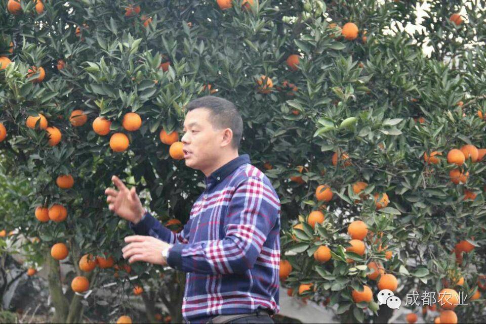 雷波脐橙生长环境_雷波脐橙种植技术_雷波脐橙种植致富