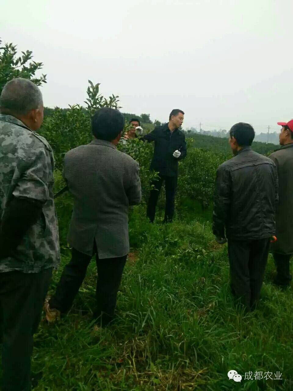 雷波脐橙种植技术_雷波脐橙种植致富_雷波脐橙生长环境