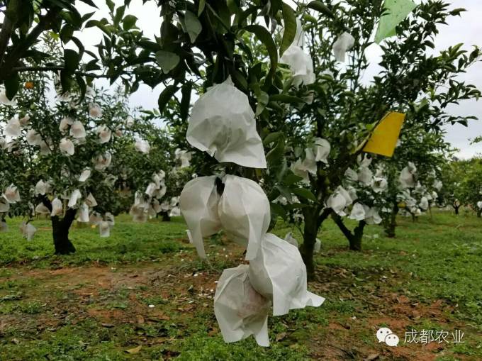 雷波脐橙种植致富_雷波脐橙生长环境_雷波脐橙种植技术