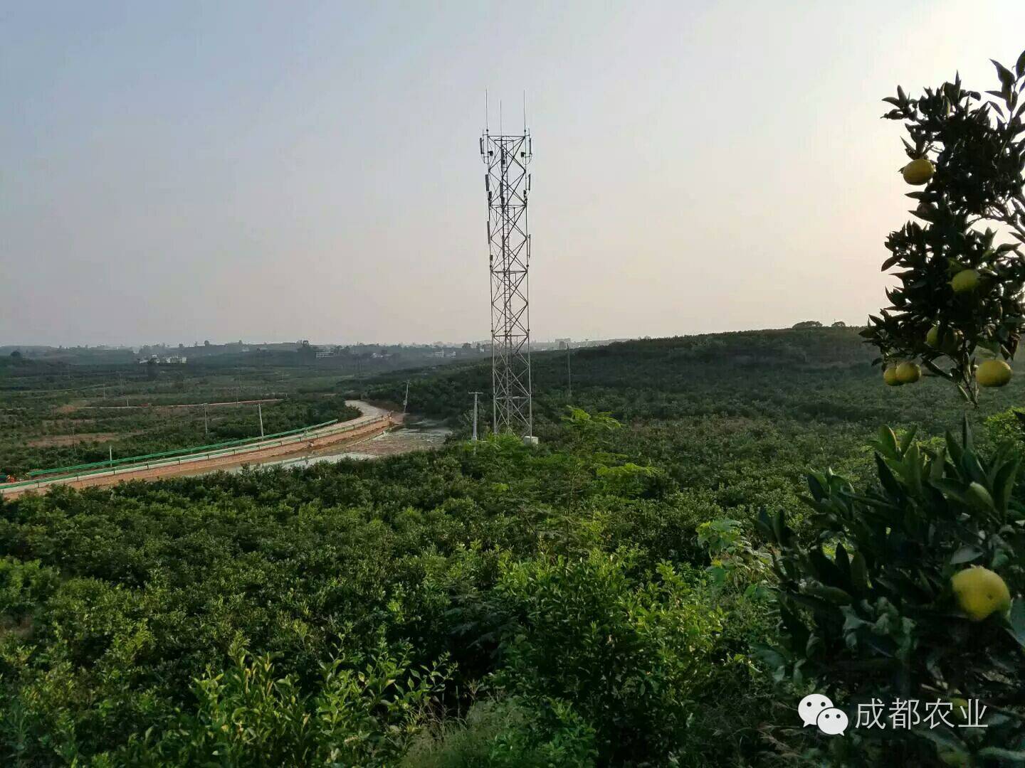 雷波脐橙种植致富_雷波脐橙种植技术_雷波脐橙生长环境