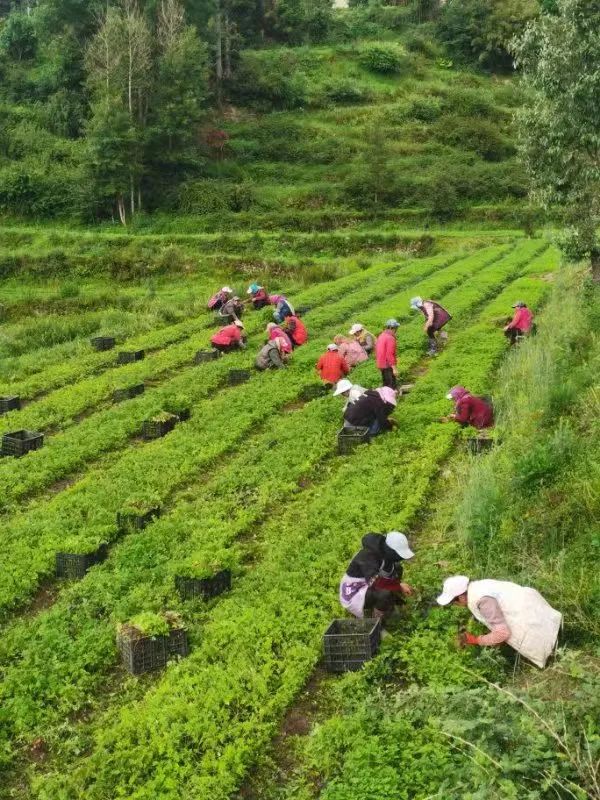 当归种植致富项目_当归种植效益_致富当归种植项目有哪些