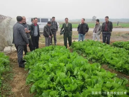 孔雀菜种植方法_种植孔雀菜增收致富新闻_孔雀养殖视频致富经