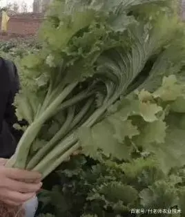 孔雀菜种植方法_种植孔雀菜增收致富新闻_孔雀养殖视频致富经