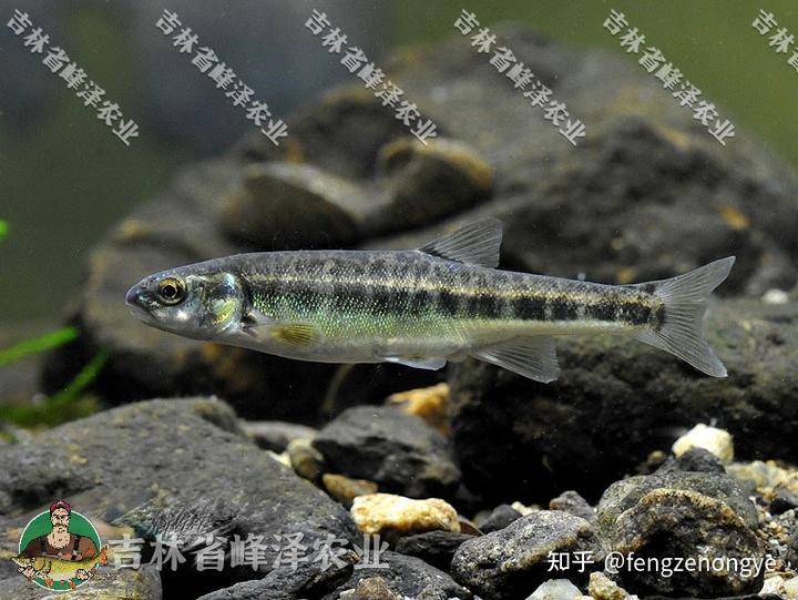 饲养黄腊丁喂什么食物_黄腊丁养殖技术视频_养黄蜡丁喂什么食物