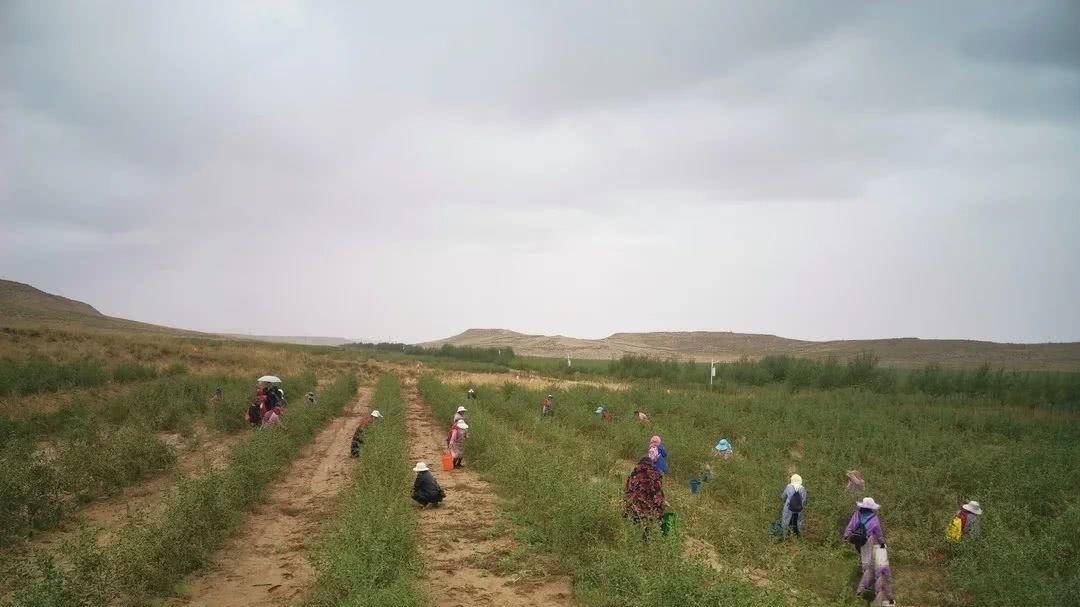 农村致富带头人种植枸杞_枸杞种植大户_2020年枸杞种植前景