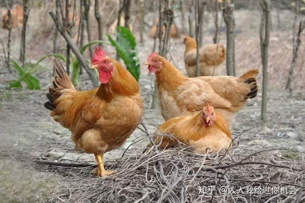 怎样养好土鸡的方法？鸟基地博客告诉你林下土鸡养殖技术规范！