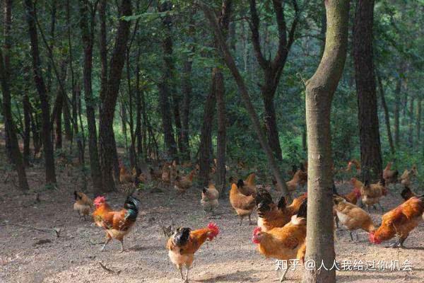 黄腊丁养殖技术视频_黄腊丁饲料_饲养黄腊丁喂什么食物