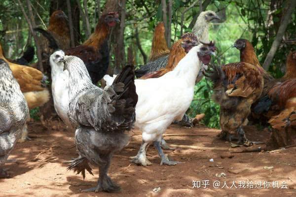 黄腊丁养殖技术视频_黄腊丁饲料_饲养黄腊丁喂什么食物