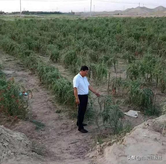 致富经枸杞种植视频_枸杞种植大户_农村致富带头人种植枸杞