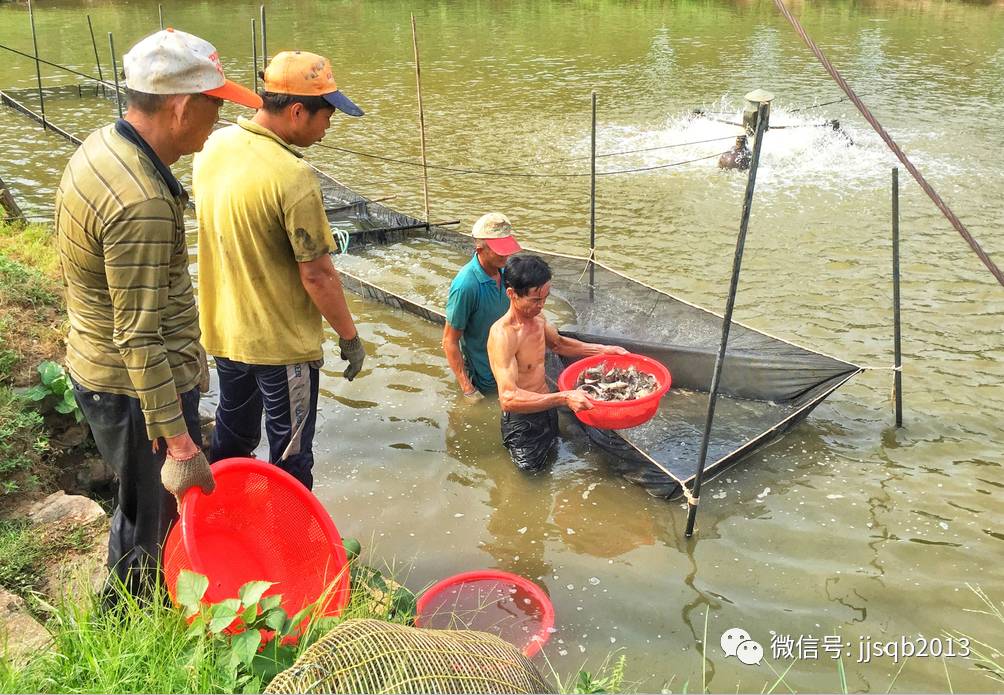 桂鱼水花养殖技术_桂花鱼亲鱼养殖技术_桂鱼花苗养殖