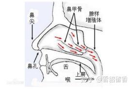 肺病患者是否适合养宠物(猫，狗)？