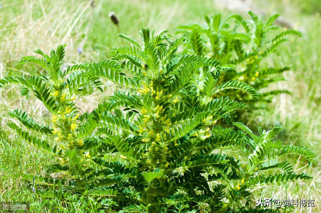 山东黄芪的种植技术_黄芪适合在山东种植吗_山东黄芪种植基地在哪里