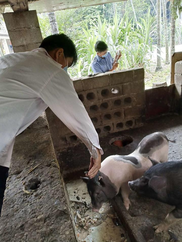 大米养猪饲料配方_米猪养殖技术_大米养猪