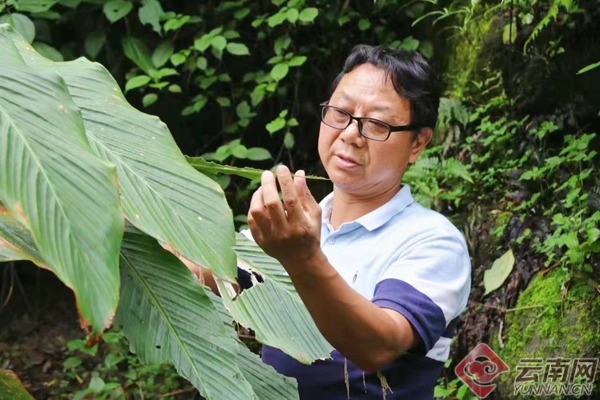 「怒江草果正红火」揭秘草果 |“草果老师”杨毅：草果香飘大峡谷