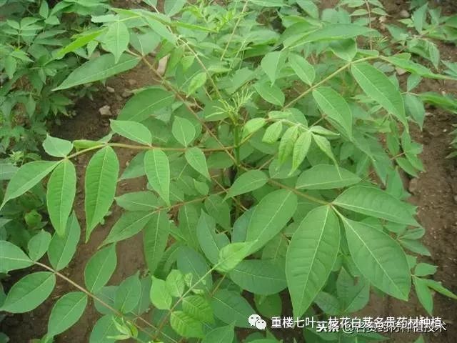 华北致富药材种植有限公司_致富经华北种植药材_华北致富药材种植基地地址